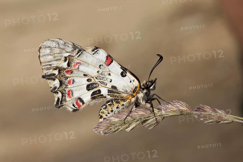Eastern Festoon