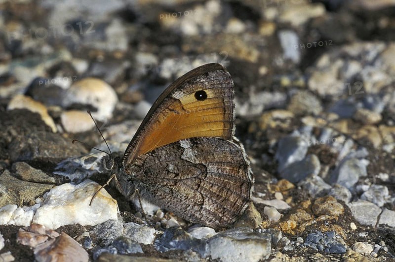 Brush-footed butterfly