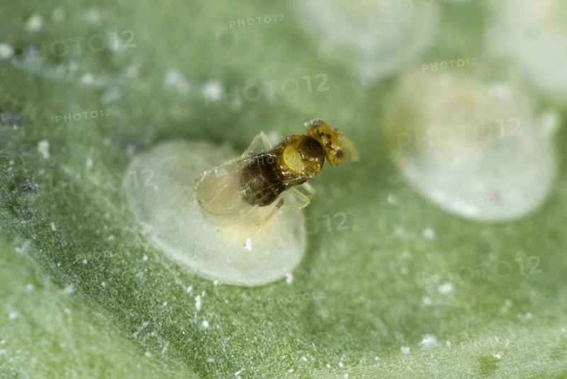 An adult parasitoid wasp