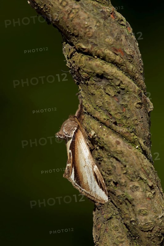 Lesser Swallow Prominent