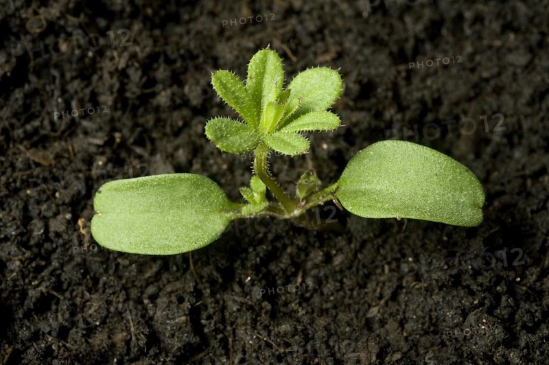 Seedling cleavers or goosegrass