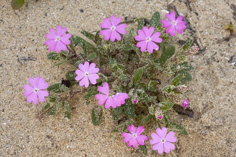 Shore Campion