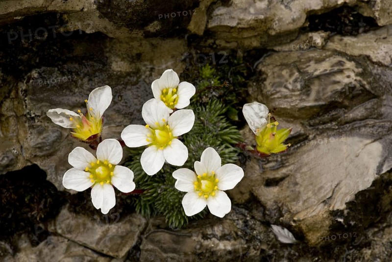 One-flowered Cushion Saxifrage