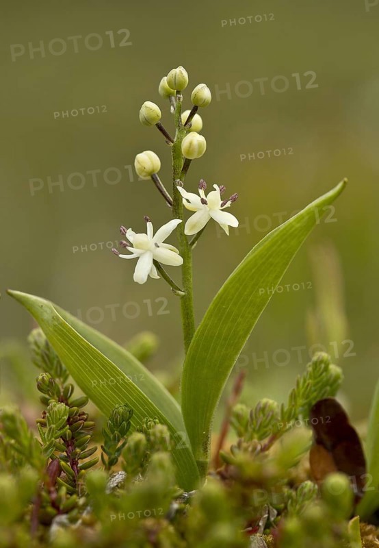 Flowering trifoliate salomon seal
