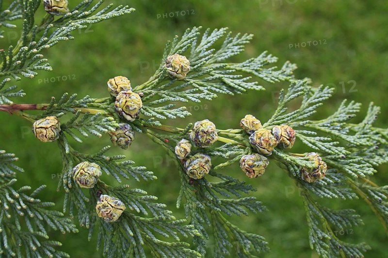 Lawson Cypress