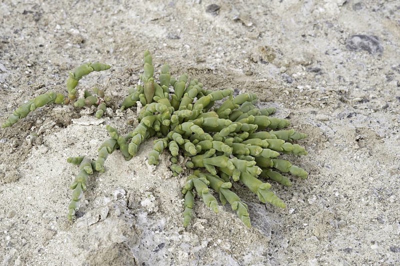 Perennial glasswort