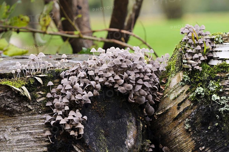 Fairy Inkcap