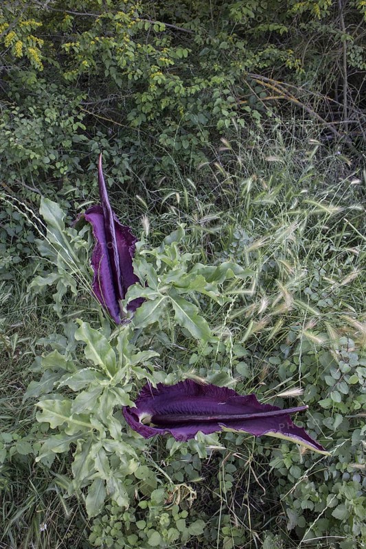 Arum dracunculus