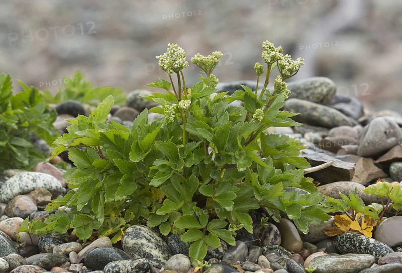 Scots Lovage