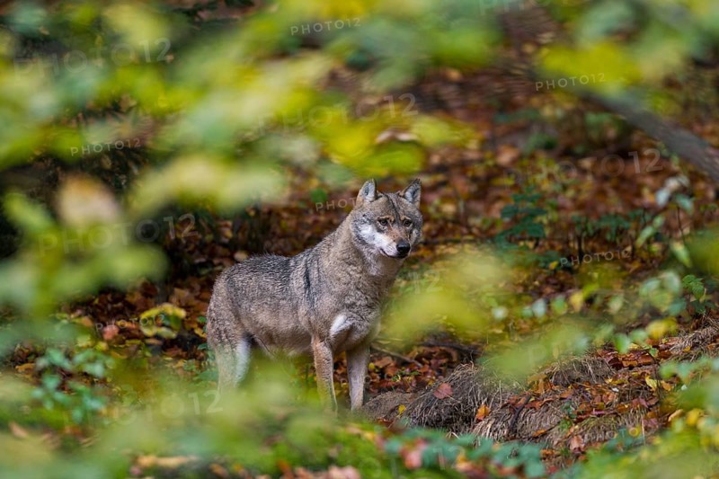 Wolf