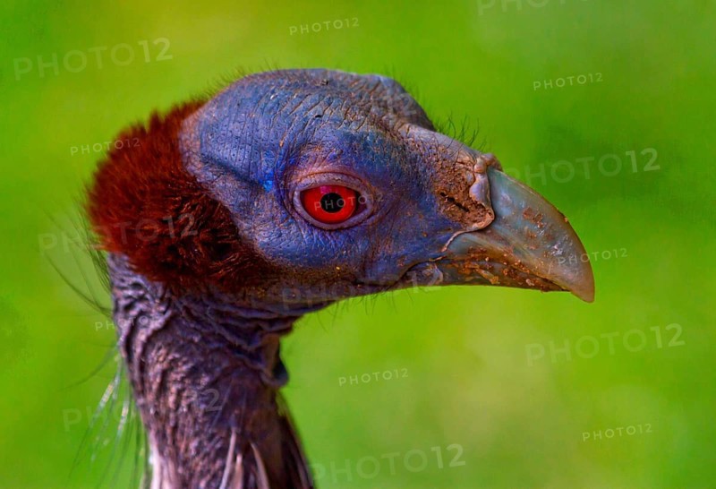 Vulturine Guineafowl