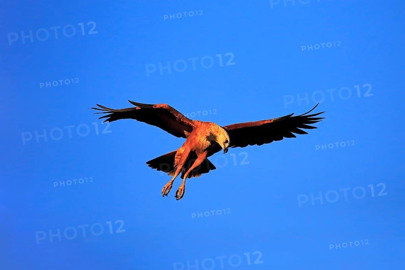 Black-collared hawk