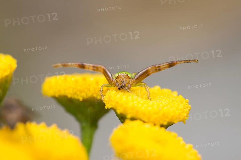 Green crab spider