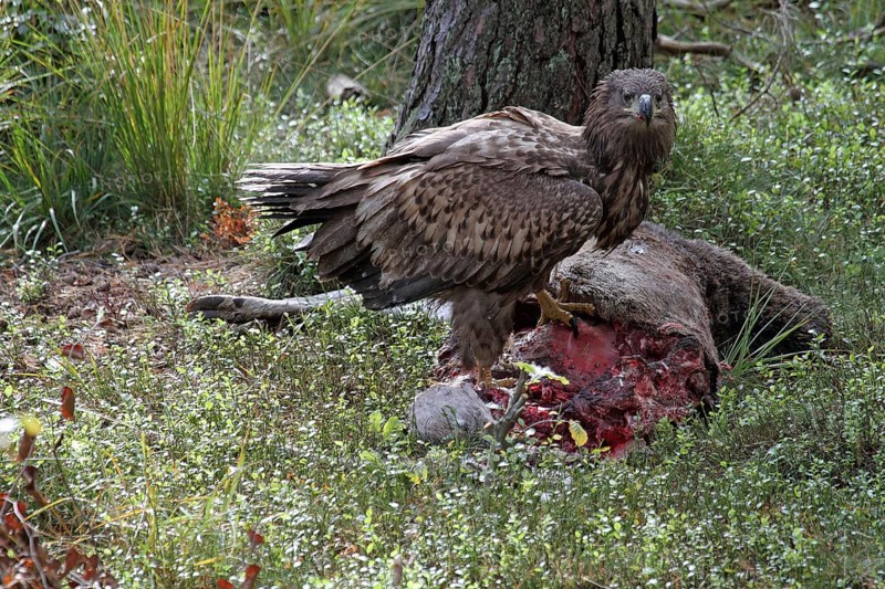 White-tailed eagle juv. at the nest