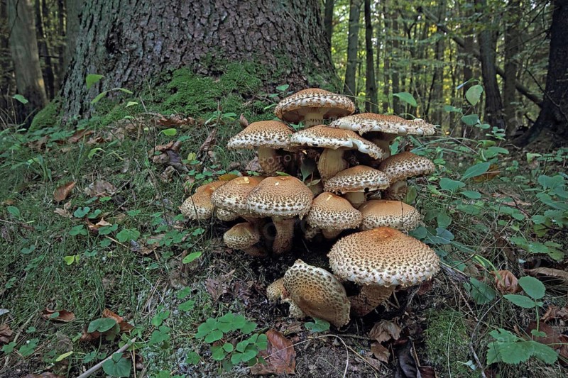 Shaggy shed cap