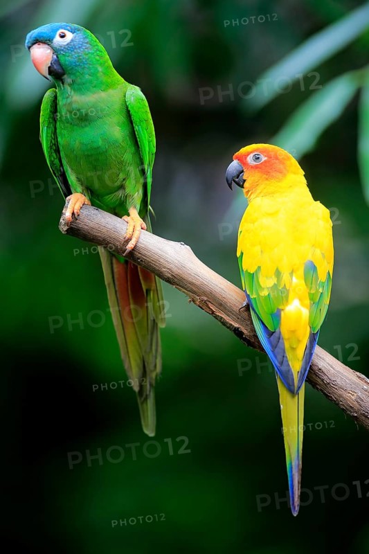 Blue-Crowned Parakeet