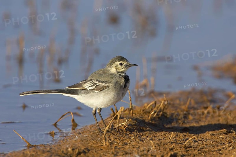 Pied Wagtail