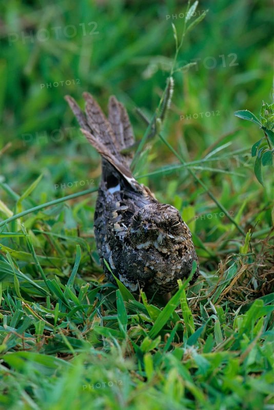 Slender-tailed Nightjar