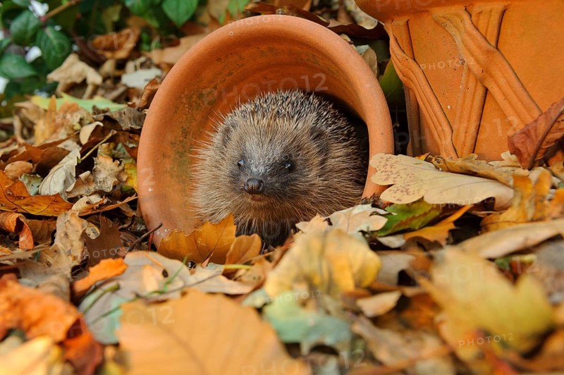 European Hedgehog