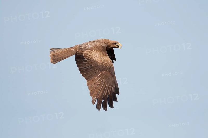 Yellow-billed Kite