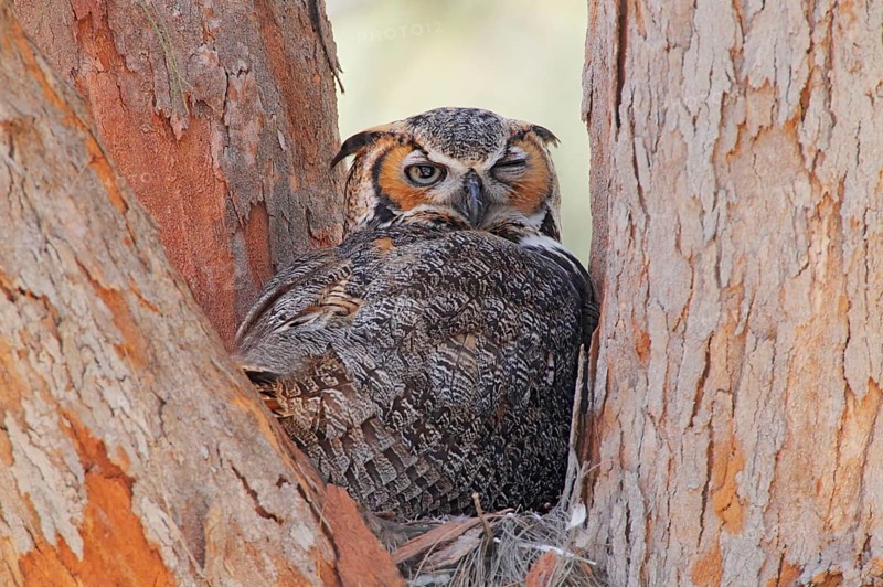 Great Horned Owl