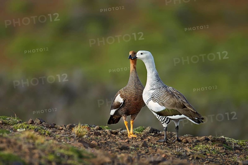 Upland Goose