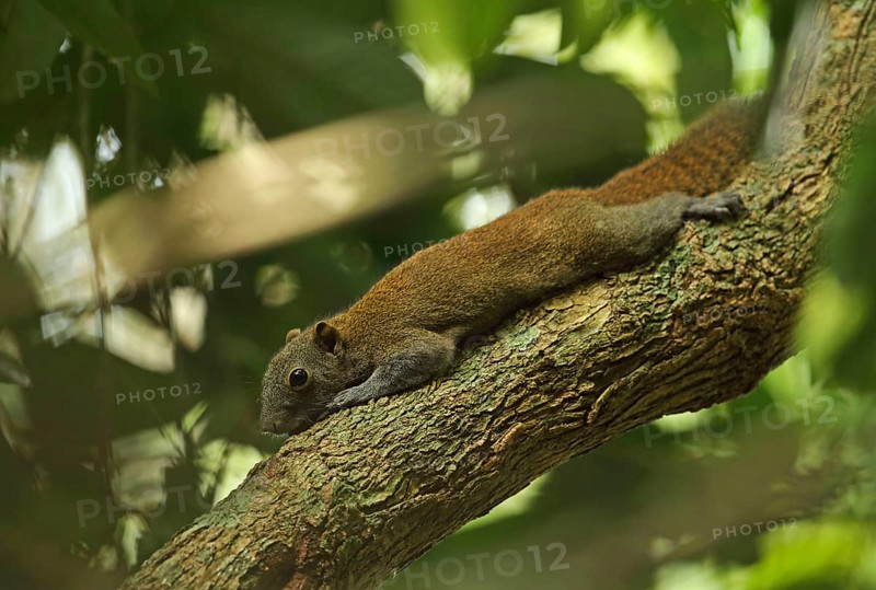 Adult grey-bellied squirrel