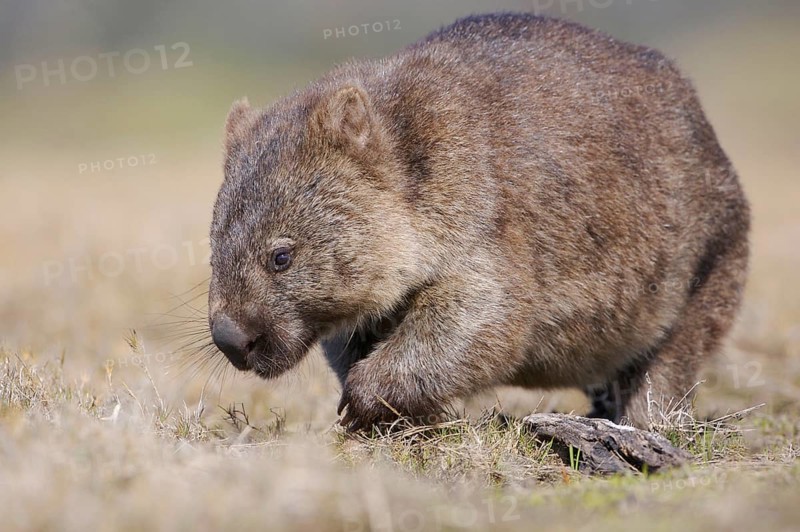 Naked-nosed wombat