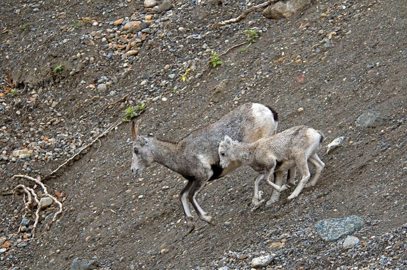 Stone sheep