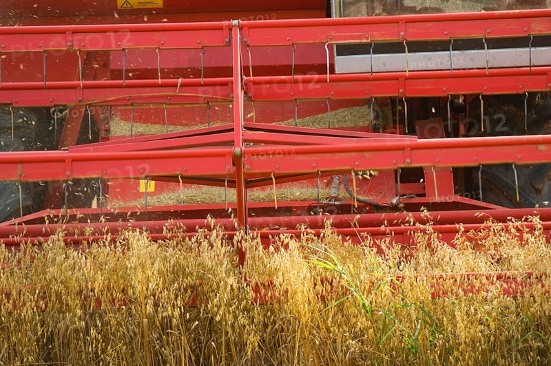 Common oat