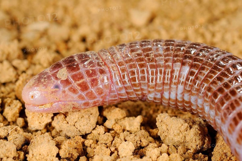 Iberian Worm Lizard