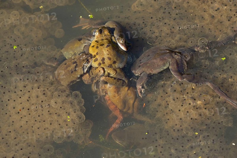 Common Frog