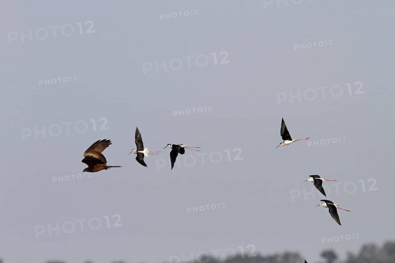Black-winged stilts chase a black kite that has preyed on one of the chicks. Coto Donana