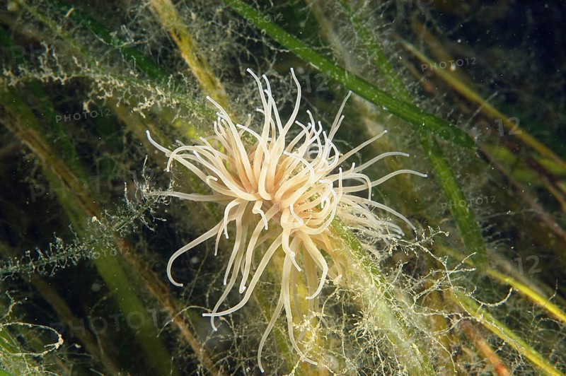 Opelet anemone