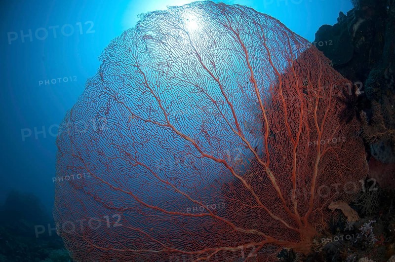 Red gorgonian fan coral