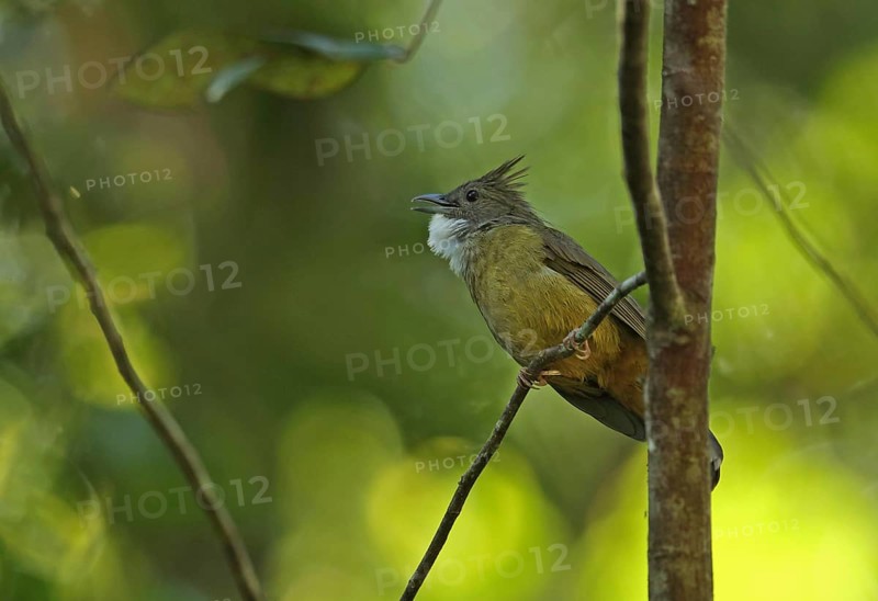 Ochraceous Bulbul