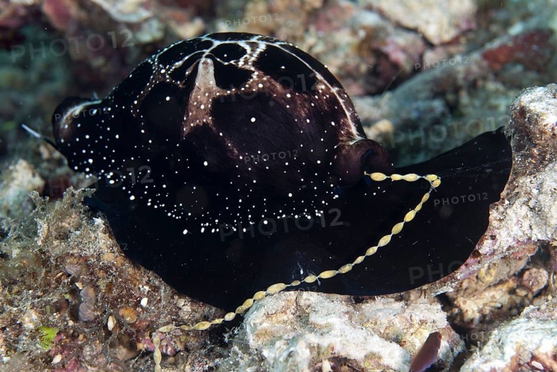 Large Egg Snail