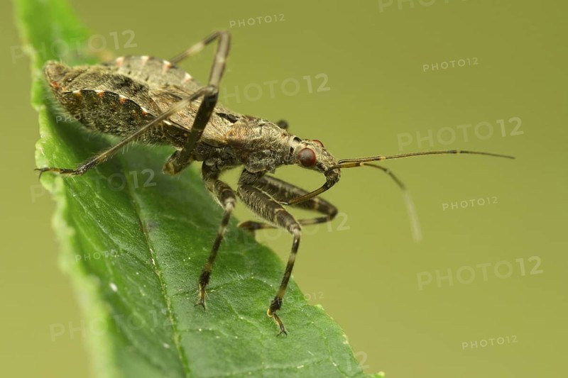 Ant Damsel Bug