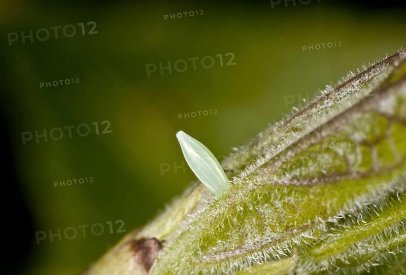 Brimstone