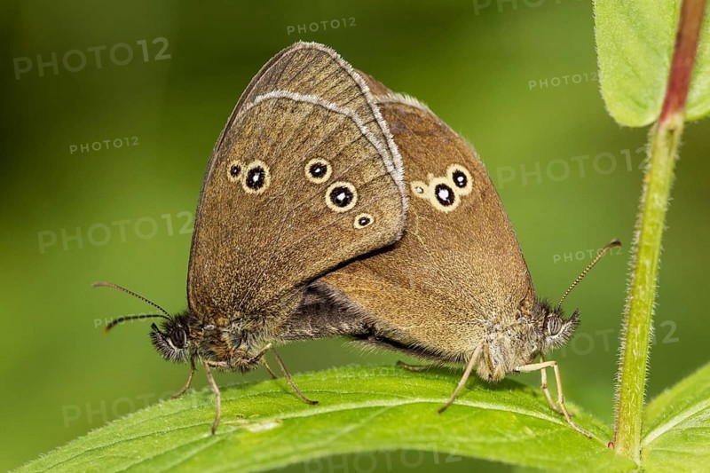 Ringlet