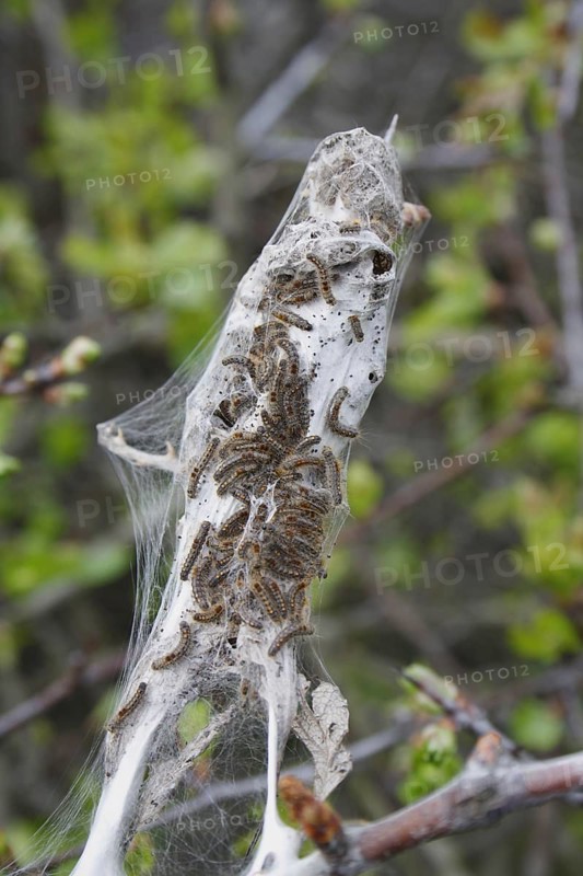Caterpillars of the brown-tail