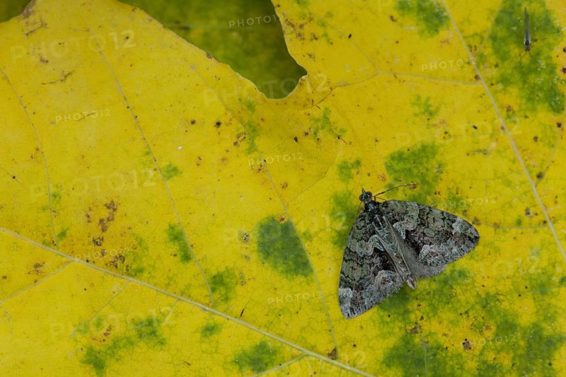 Cloeoclysta siterata