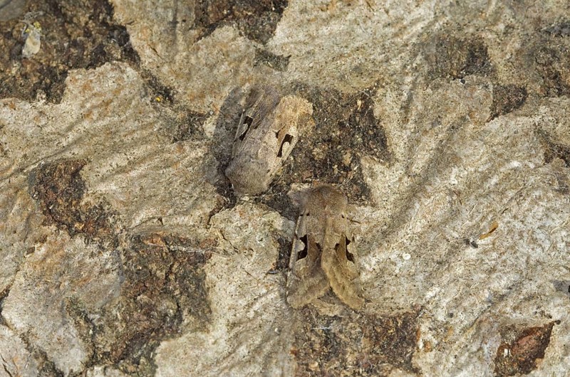 Hebrew Character