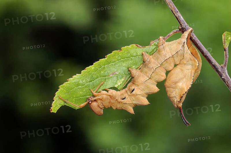 Lobster Moth