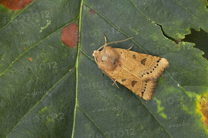 Lunar Underwing