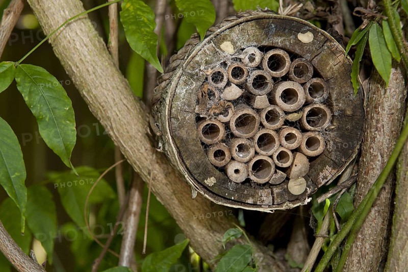 Shelter for invertebrates attached to branches