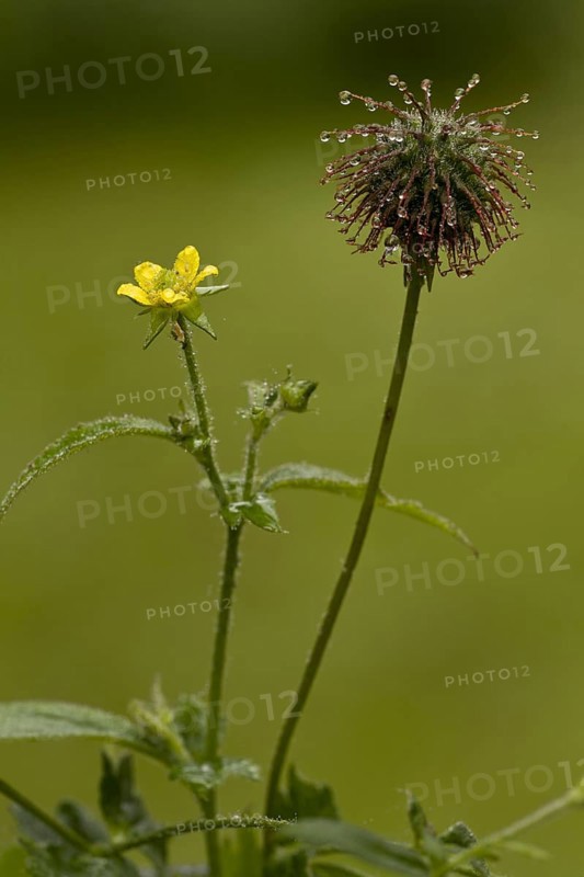 Geum vulgaris