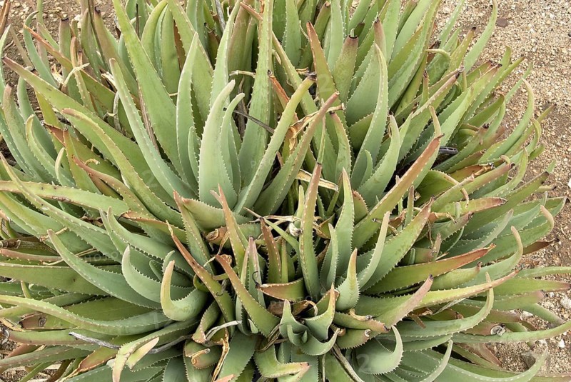 Medicinal aloe veras