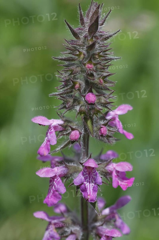 Flowering marsh woundwort