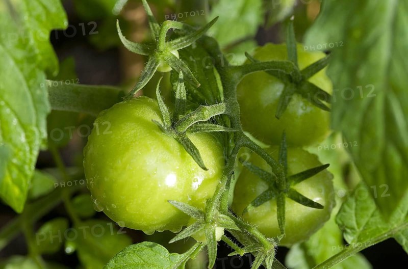 Tomato